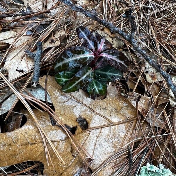 Chimaphila maculata 叶