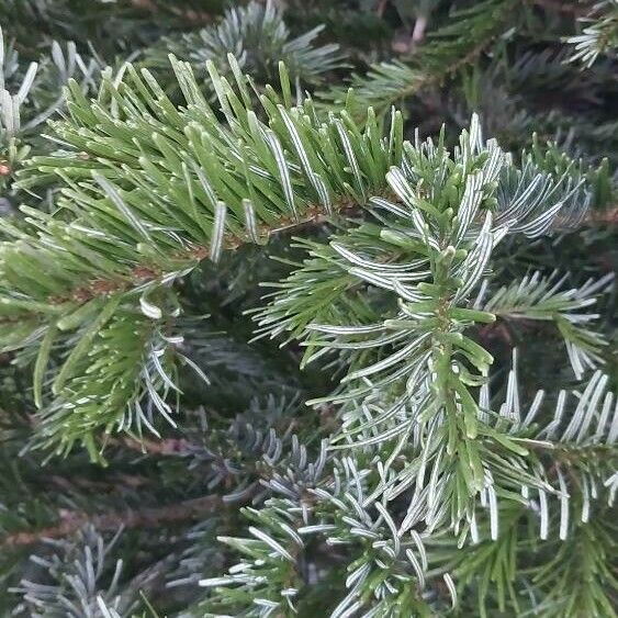 Abies nordmanniana ഇല