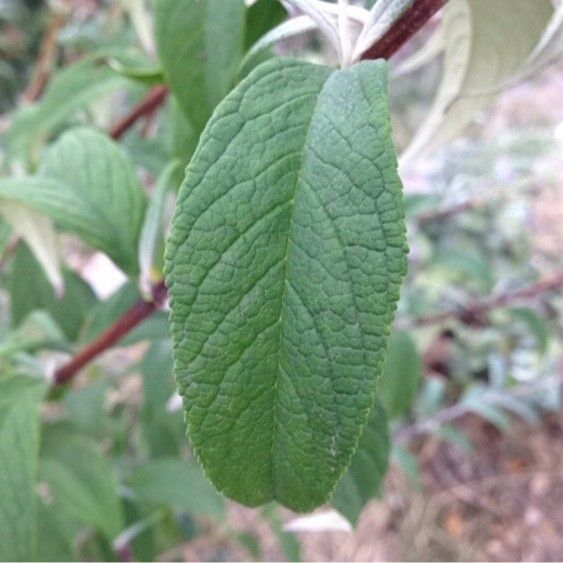 Buddleja davidii Hostoa