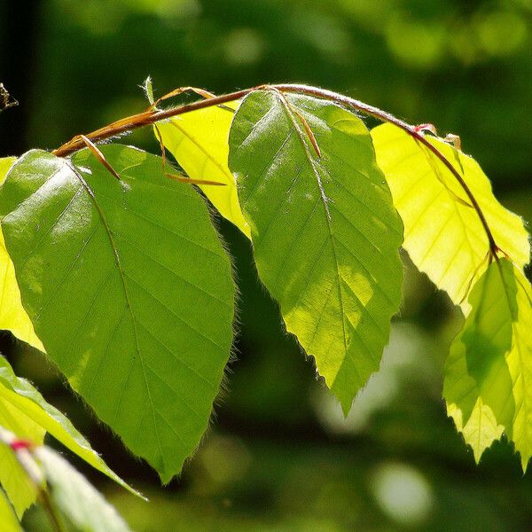 Fagus orientalis Leaf