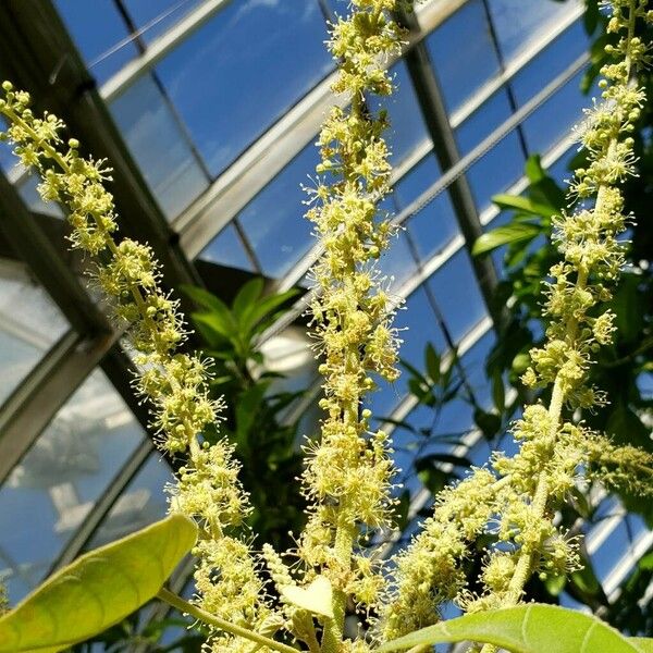 Croton lechleri Blomst