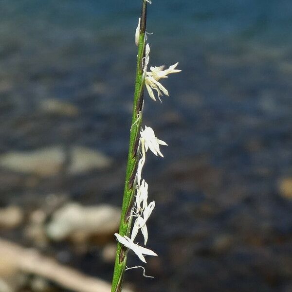 Nardus stricta Blüte