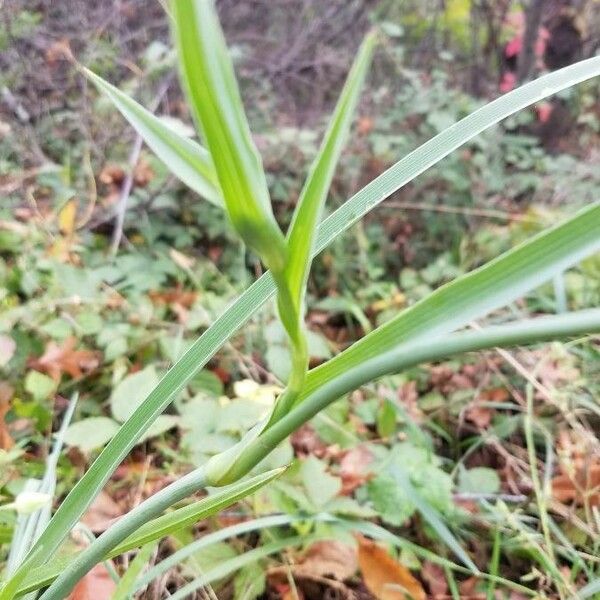 Tradescantia occidentalis Foglia