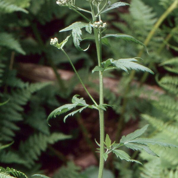 Achillea macrophylla Habitus