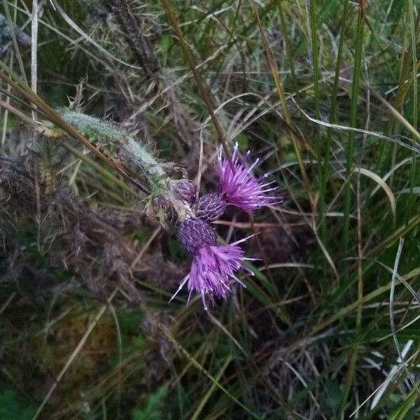 Cirsium palustre Bloem