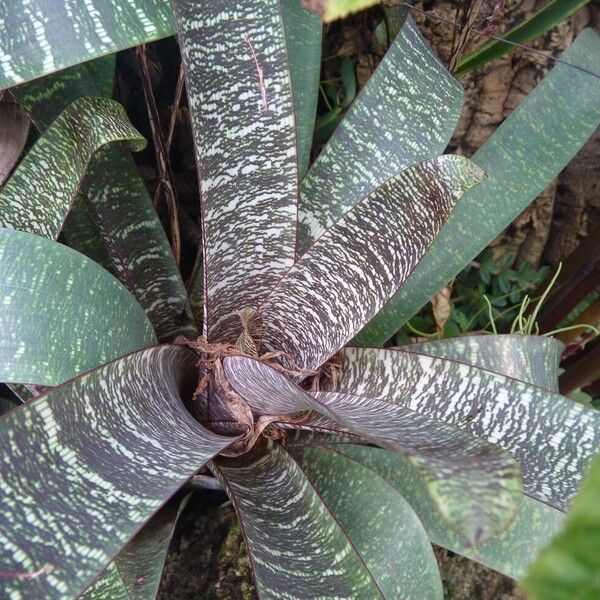 Vriesea fosteriana Leaf