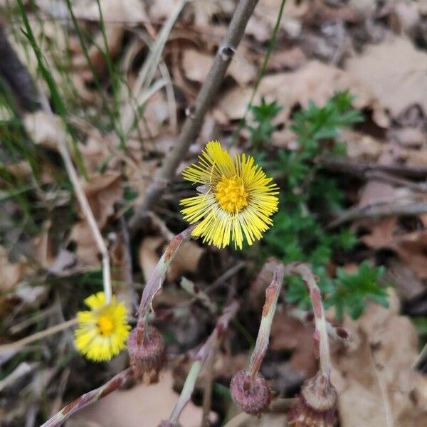 Tussilago farfara ফুল