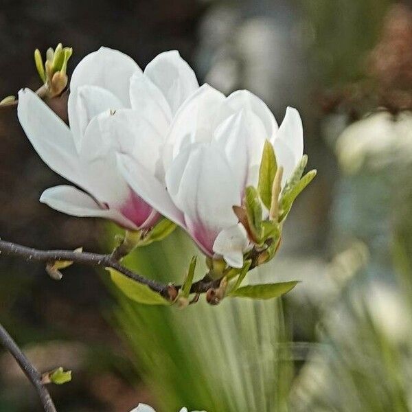 Magnolia × soulangeana Blomma