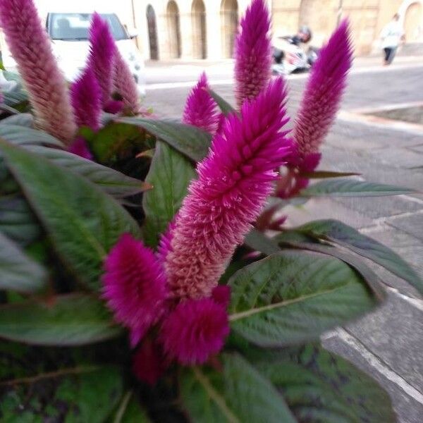 Celosia argentea Kvet