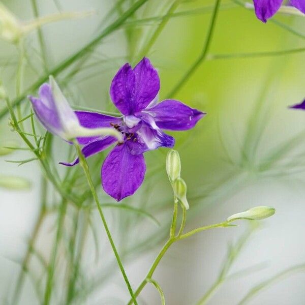 Delphinium consolida Other