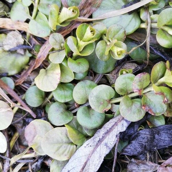 Lysimachia nummularia Leaf