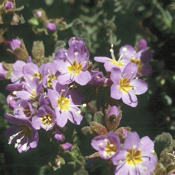 Polemonium pulcherrimum Flower