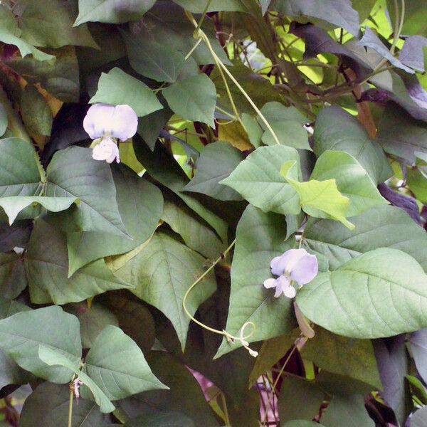Psophocarpus tetragonolobus Habit