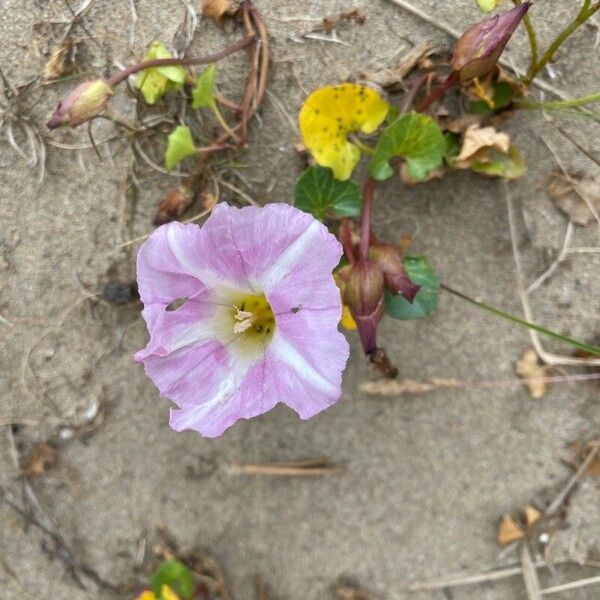 Calystegia soldanella ফুল