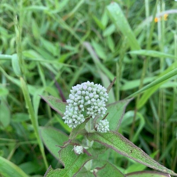 Eupatorium perfoliatum Flor