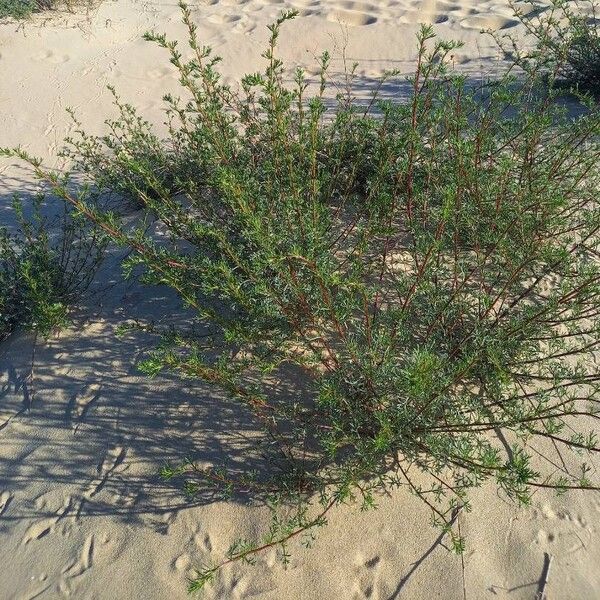 Artemisia campestris Pokrój