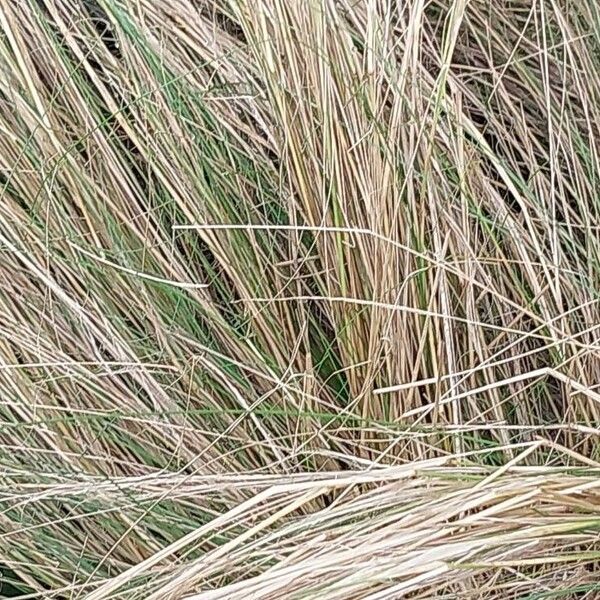 Stipa pennata 叶