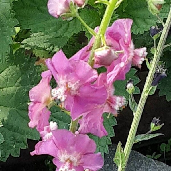 Verbascum phoeniceum Blüte