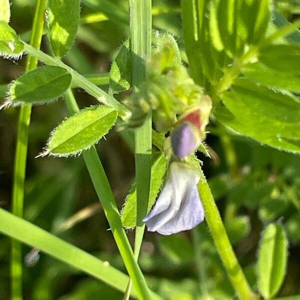 Vicia sativa Floare