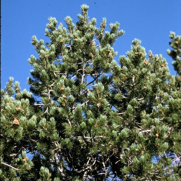 Pinus edulis Habitus