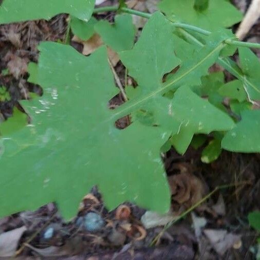 Lactuca muralis 葉