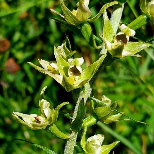 Epipactis muelleri Flower