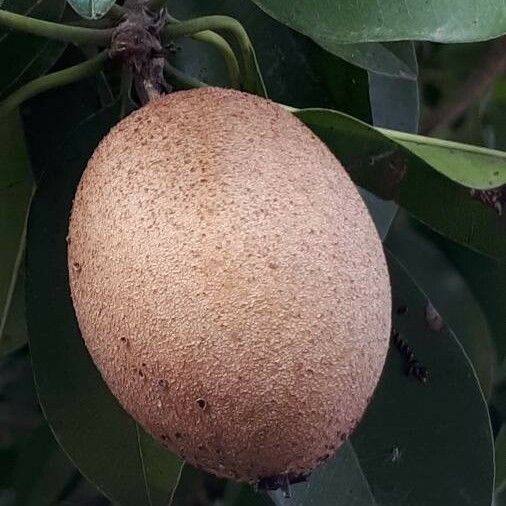 Mimusops elengi Fruit