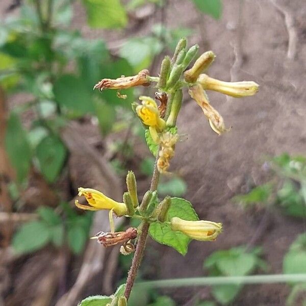 Triumfetta rhomboidea Flor