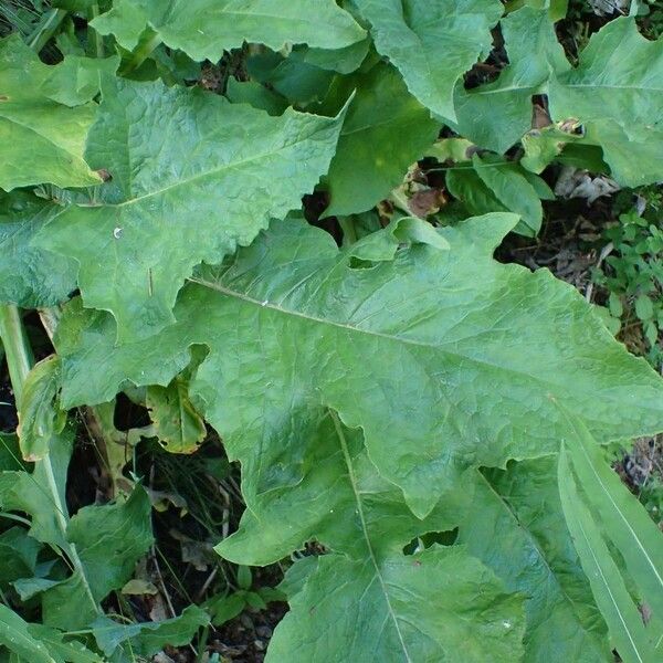 Lactuca plumieri 葉