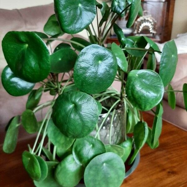 Pilea peperomioides 葉