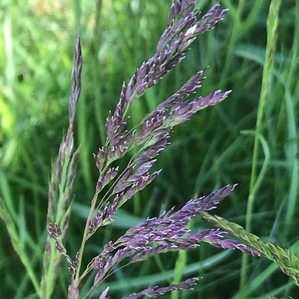 Holcus lanatus Floare