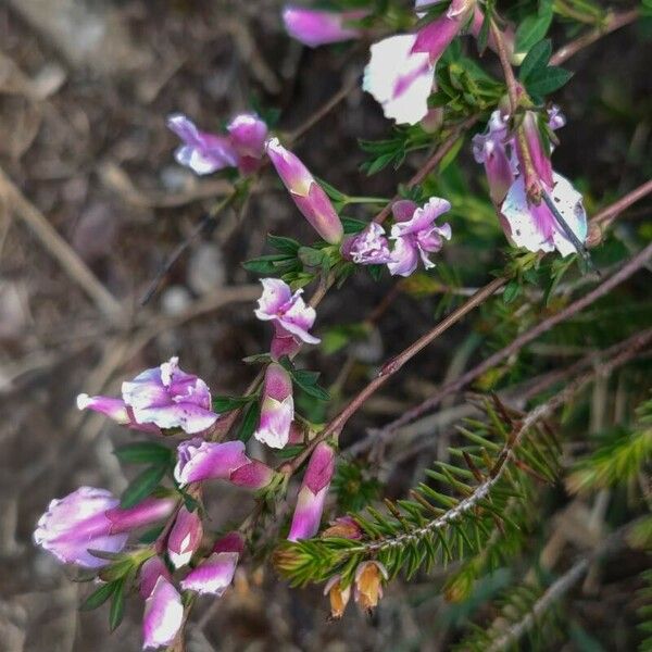 Chamaecytisus purpureus Flower