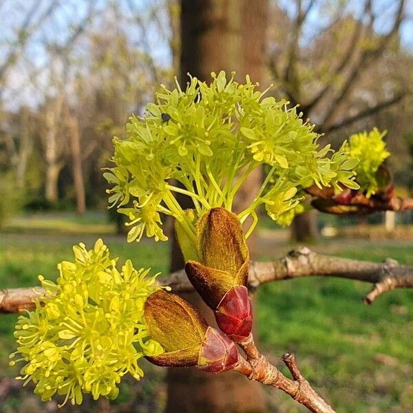 Acer platanoides Цветок