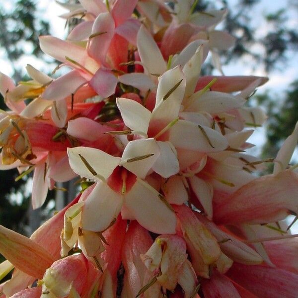 Ixora margaretae Květ