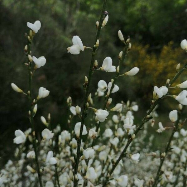 Cytisus multiflorus Blüte