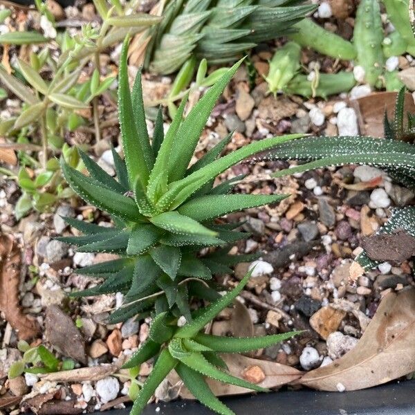 Haworthia fasciata Blad