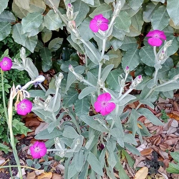 Silene coronaria Blüte