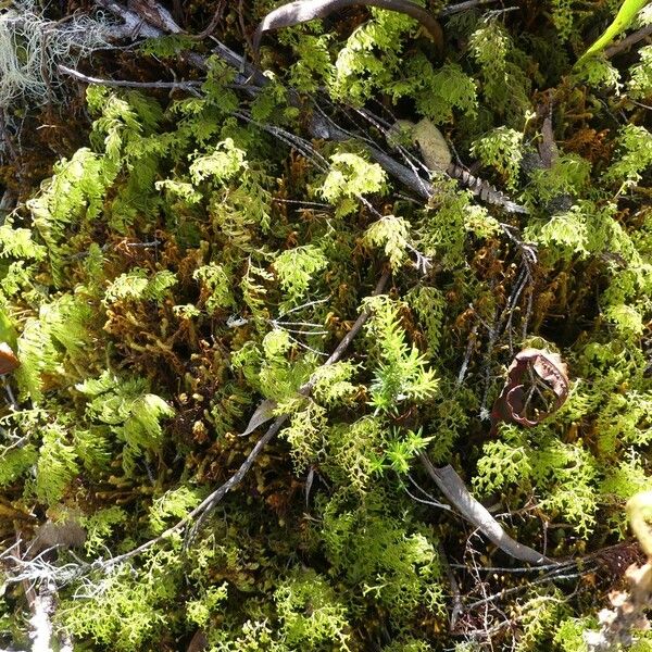 Hymenophyllum inaequale