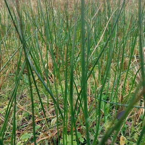 Juncus effusus Blatt