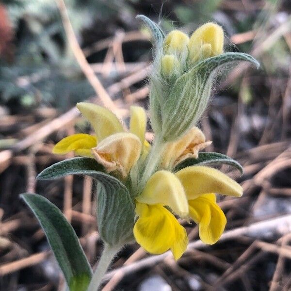 Phlomis lychnitis Květ