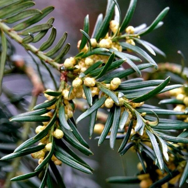 Torreya californica Altro