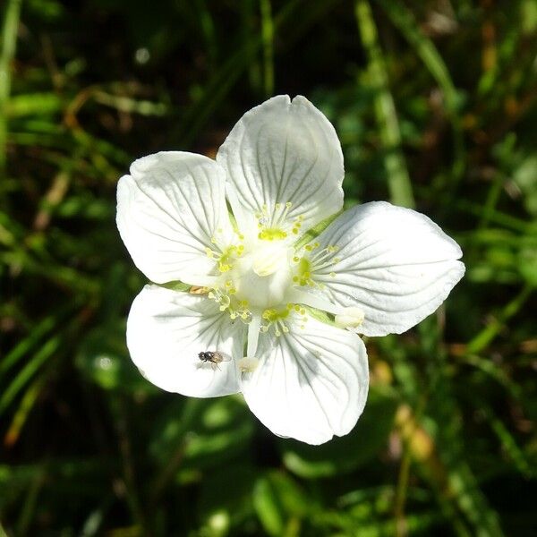 Parnassia palustris Flower