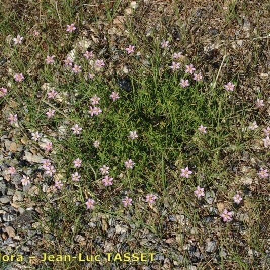 Rhodalsine geniculata Хабит