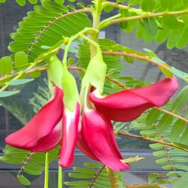 Sesbania grandiflora Fiore