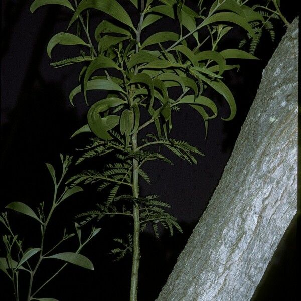 Acacia koa Leaf