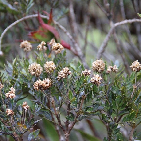 Pancheria multijuga Habit