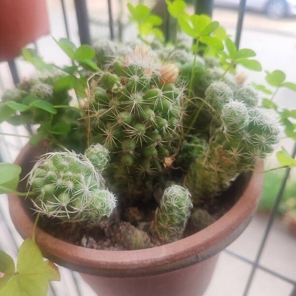 Mammillaria gracilis Lubje