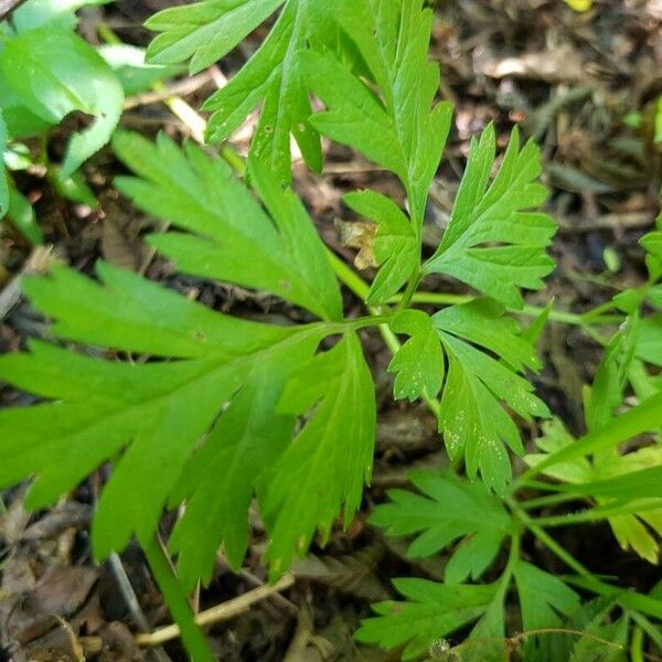 Physospermum cornubiense Leaf