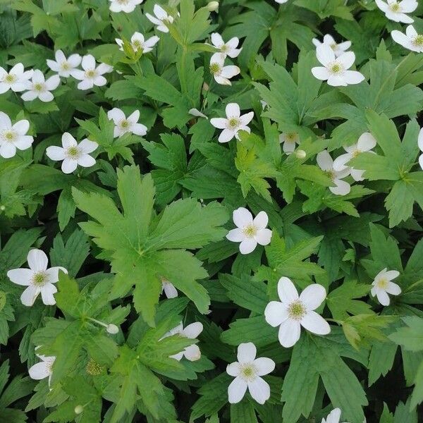 Anemonastrum canadense आदत