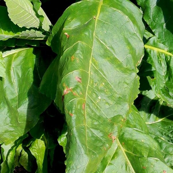 Nicotiana tabacum Leaf